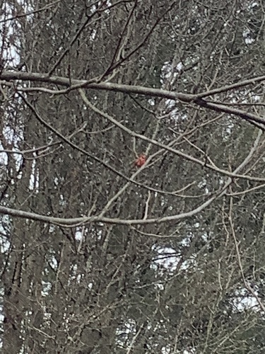 Northern Cardinal photographed in Indiana