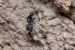 Traumatomutilla spectabilis