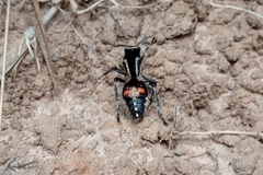 Traumatomutilla spectabilis