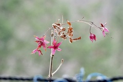 Clerodendrum trichotomum