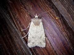 Rhynchaglaea scitula