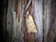 Rhynchaglaea scitula