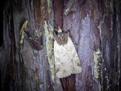 Rhynchaglaea scitula