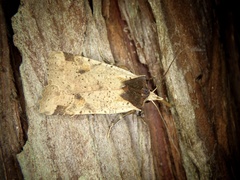 Rhynchaglaea scitula