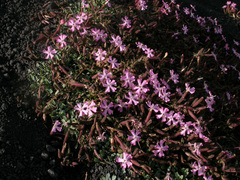 Saponaria sicula