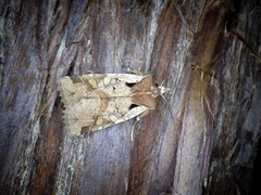 Rhynchaglaea scitula