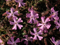 Saponaria sicula