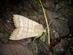 Eupsilia quadrilinea