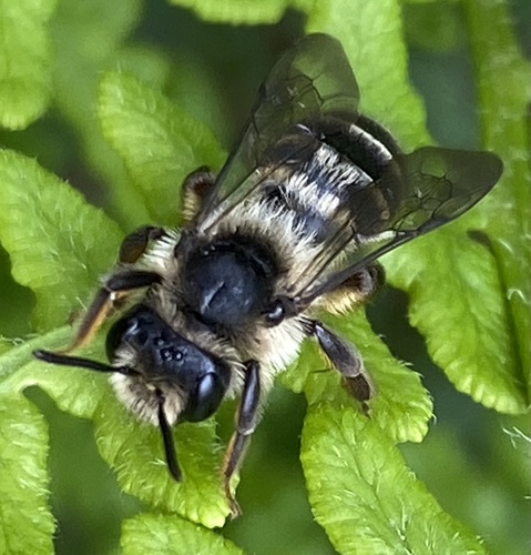 Grey-banded Mining Bee, Grebbeberg, Rhenen, Utrecht, NL, photo 6 of 10