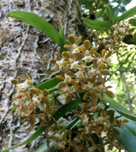 Gastrochilus dasypogon, 2020-12-24