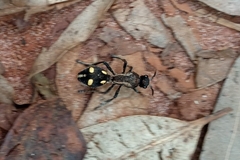 Traumatomutilla parallela