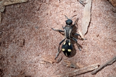 Traumatomutilla parallela