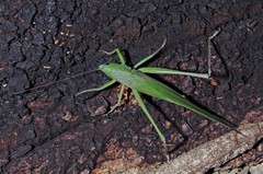 Neoconocephalus finitimus