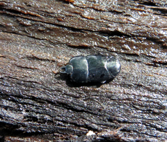 Hololepta plana