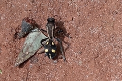 Traumatomutilla parallela