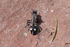 Traumatomutilla parallela