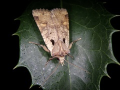 Rhynchaglaea scitula