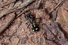 Traumatomutilla parallela