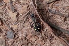 Traumatomutilla parallela