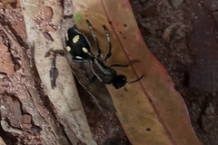 Traumatomutilla parallela