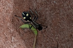 Traumatomutilla parallela