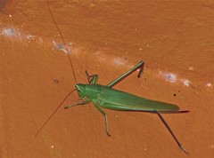 Neoconocephalus finitimus