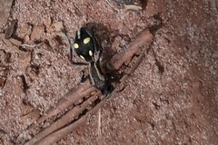 Traumatomutilla parallela