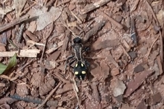 Traumatomutilla parallela