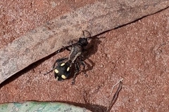 Traumatomutilla parallela