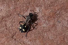 Traumatomutilla parallela