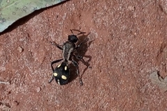 Traumatomutilla parallela