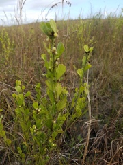 Baccharis glomeruliflora image