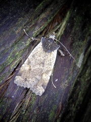 Rhynchaglaea scitula