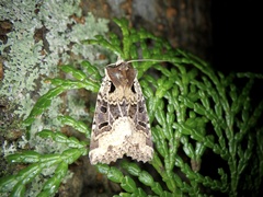 Rhynchaglaea scitula