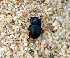Melanimon tibiale
