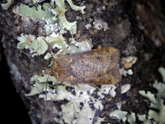 Rhynchaglaea fuscipennis