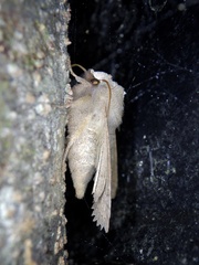 Eupsilia quadrilinea