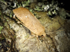 Conistra albipuncta