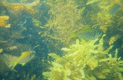 Schuettea scalaripinnis