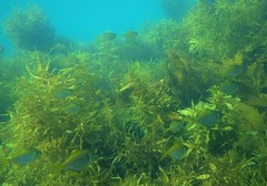 Schuettea scalaripinnis