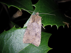 Rhynchaglaea fuscipennis