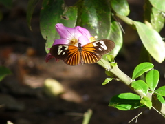 Heliconius erato amazona
