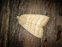 Eupsilia quadrilinea