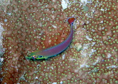 Halichoeres melasmapomus