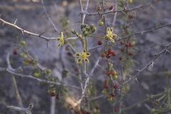 Pelargonium anethifolium