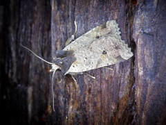 Rhynchaglaea scitula