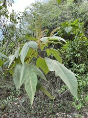 Croton gossypiifolius