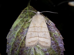 Eupsilia quadrilinea
