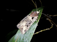 Rhynchaglaea scitula