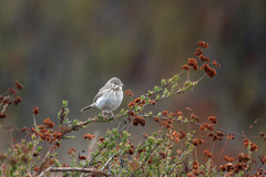 Pooecetes gramineus confinis